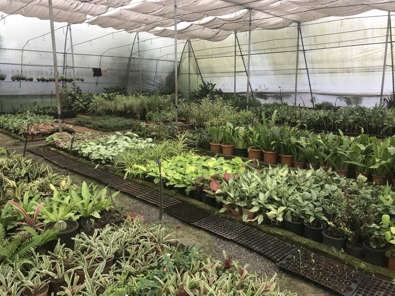 The plant nursery on the farm